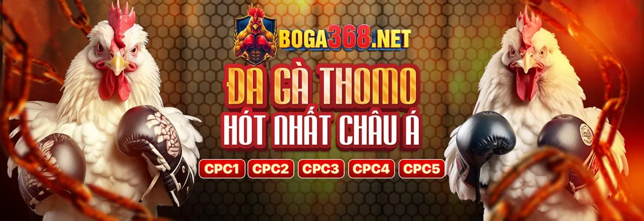 Hình ảnh nền tảng cá cược chọi gà trực tuyến St666